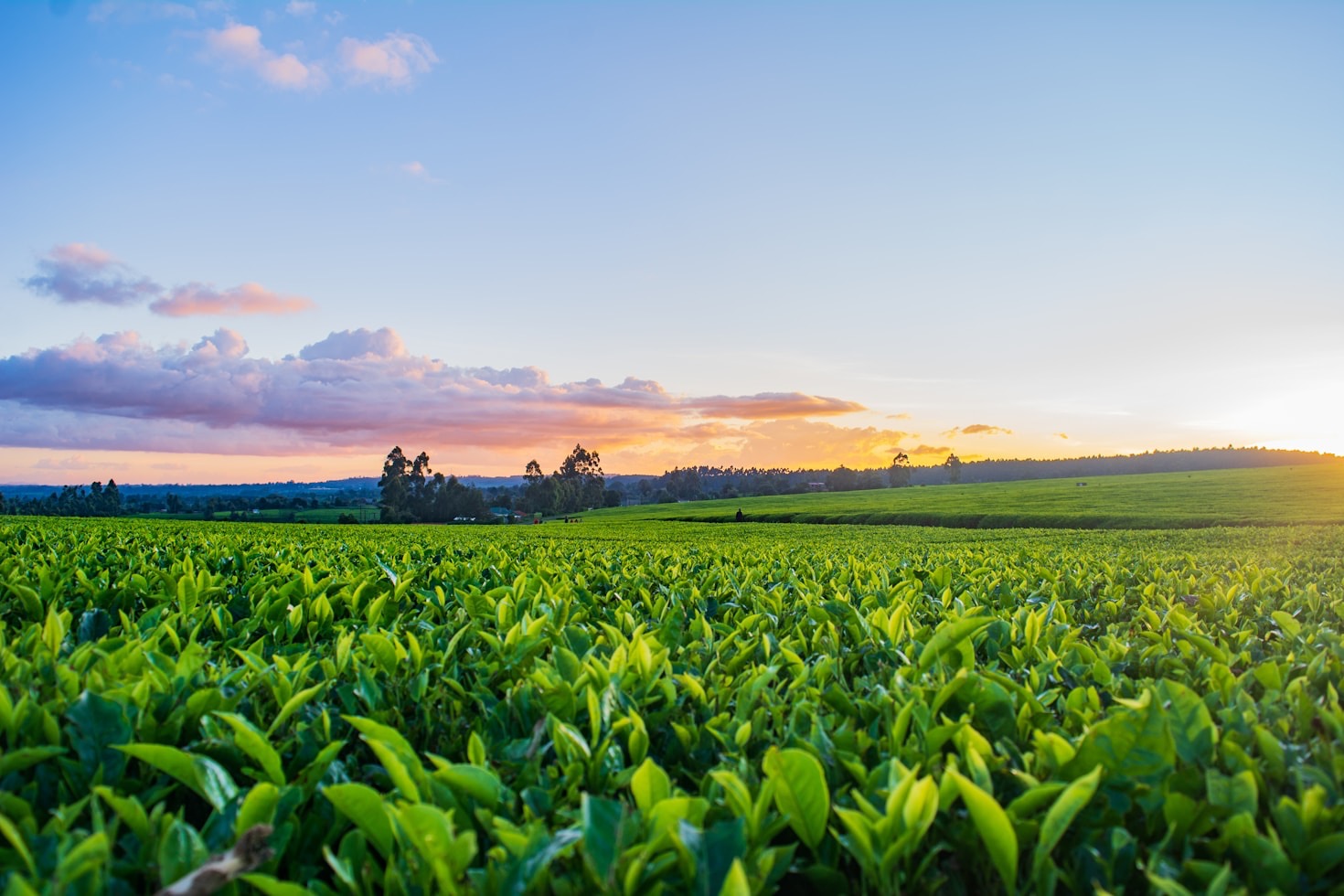 Como a Biologia Aplicada Revoluciona o Agronegócio
